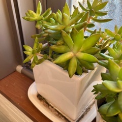 多肉植物 アドルフィーの画像