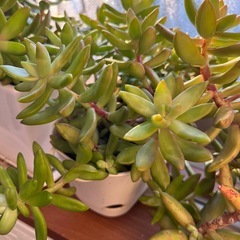 多肉植物 アドルフィーの画像