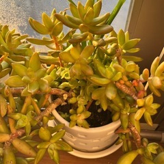 多肉植物 アドルフィーの画像