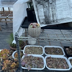 多肉植物　寄せ植えの画像