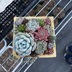 ランキングキーワードに紐づく投稿画像-多肉植物