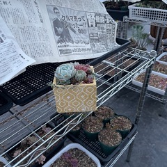 多肉植物　寄せ植えの画像