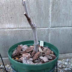 いちじく 苗  メアリーレーン 浜松市 手渡しの画像