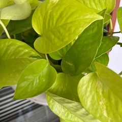 【決まりました】ライムポトス×2の画像