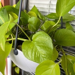 ライムポトス♪の画像
