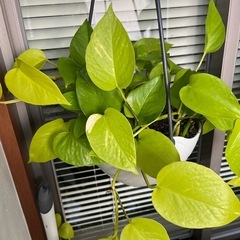 ライムポトス♪の画像