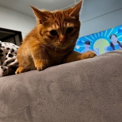 茶トラ😸子猫