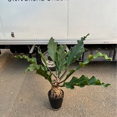 アンスリウム ビタリフォリウム 引き取り限定