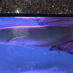 シルバーアロワナ　目たれ　アゴズレあります。２匹セット
の画像