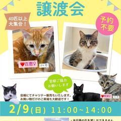 可愛い猫がいっぱい😸合同保護猫譲渡会😺