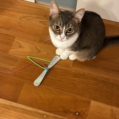 1歳8ヶ月の美猫🐈