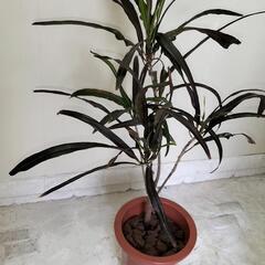 🌿クロトン85cm/観葉植物🌿の画像