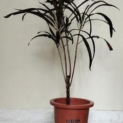 🌿クロトン85cm/観葉植物🌿の画像