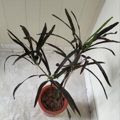 🌿クロトン85cm/観葉植物🌿の画像