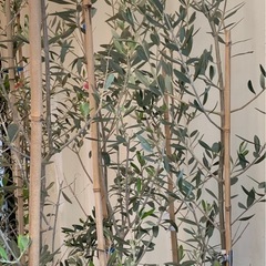 オリーブの木の画像