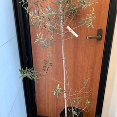 オリーブの木の画像