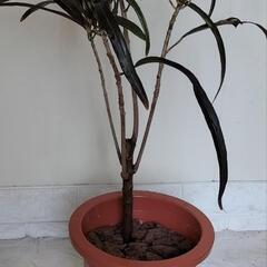 🌿クロトン85cm/観葉植物🌿の画像