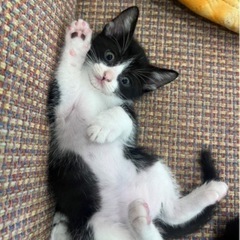 猫ちゃん♡一時預かりボランティア募集