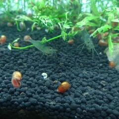 レッドラムズホーン（熱帯魚水槽用巻貝）20匹