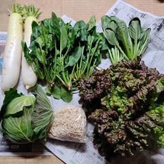 寒波のお野菜６点