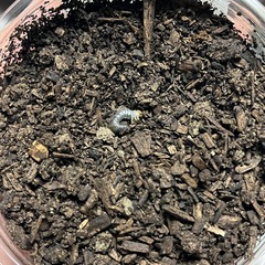 オオクワガタ幼虫一頭の画像