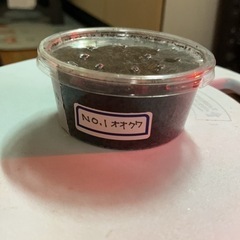 オオクワガタ幼虫一頭の画像