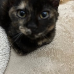 おめめクリクリ　サビ猫♀ あめちゃん(2月28日更新)