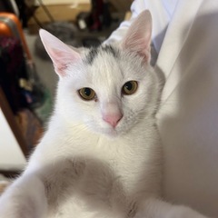 【急募】甘えん坊の男の子です