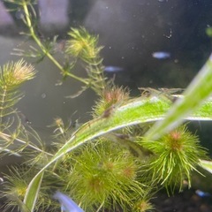 最終値下げ‼️🐟メダカと混泳できる！ミナミヌマエビ🦐20〜30匹...