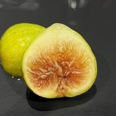 いちじく 苗 ブランシュダルジャンテイユ