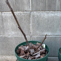 いちじく 苗 ブランシュダルジャンテイユの画像