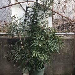 コーンフーサ１２０センチ