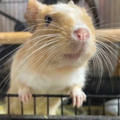 デグー3歳♂