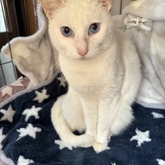 おっとりなエリー