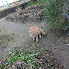 チャトラの猫