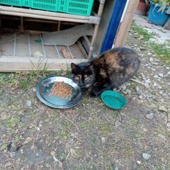 斑黒の小猫