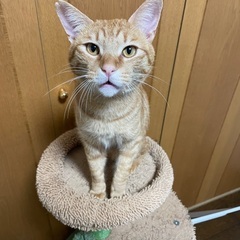 【募集停止中】すごーく甘えん坊な茶トラ猫くん