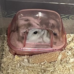 ハムスター