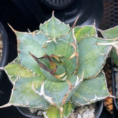 アガベ チタノタ 縞斑