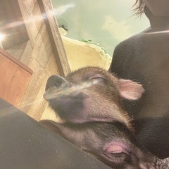 マイクロ豚カフェいきたい - 渋谷区