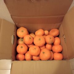 和歌山みかん５ｋｇ　B品