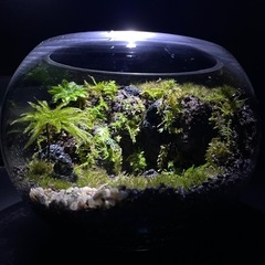 壮大な景色のテラリウムの画像