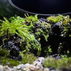 壮大な景色のテラリウムの画像