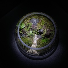 壮大な景色のテラリウムの画像