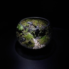 壮大な景色のテラリウムの画像