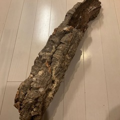 コルク樹皮 キャノン型の画像