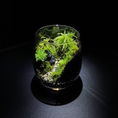 苔のテラリウム【道】