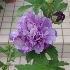 ムクゲ　紫玉の画像