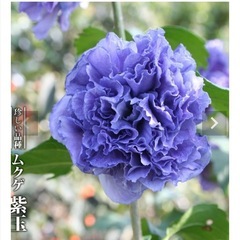 ムクゲ　紫玉の画像