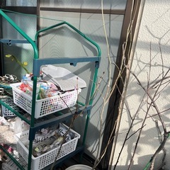 ムクゲ　紫玉の画像